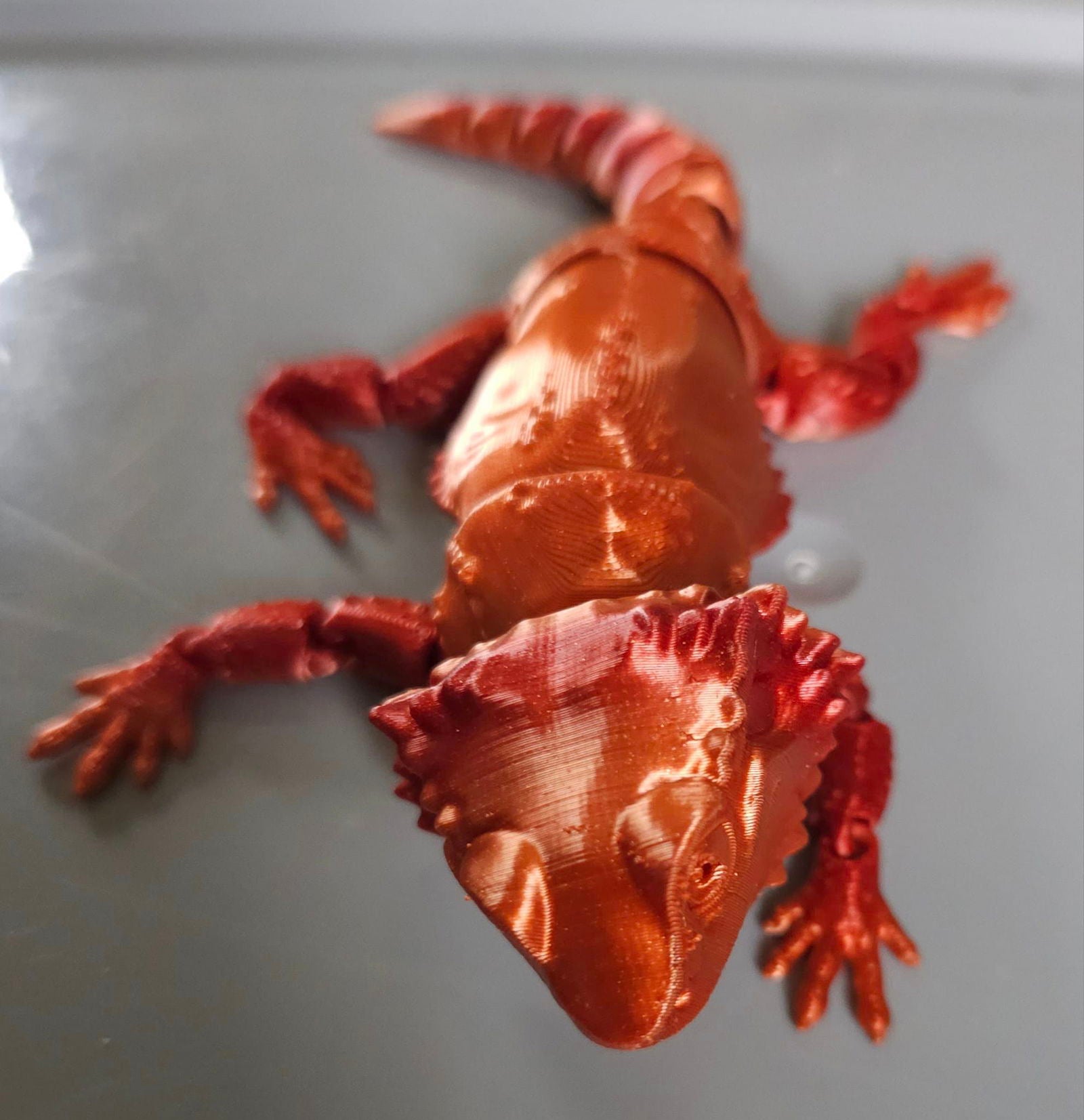 Bearded Dragon -  - #tag1#
